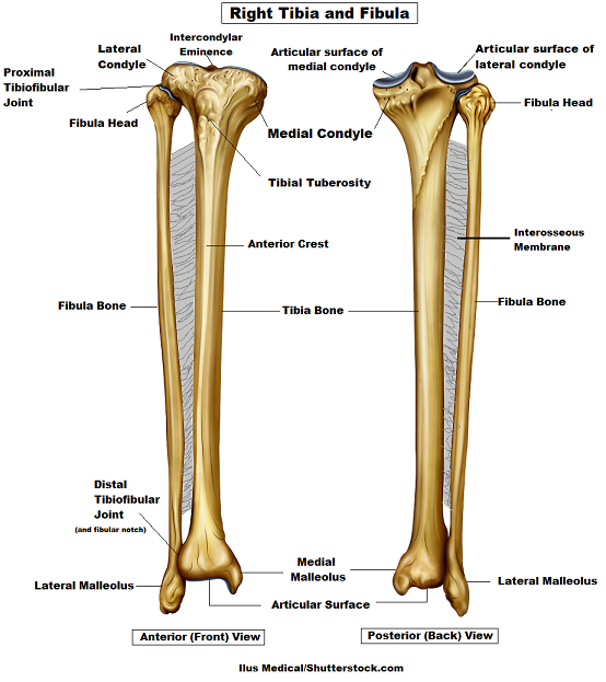 <p>on lateral surface, below fibular facet, crest that reaches to the fibula (NOT AS SHARP AS SHIN)</p>