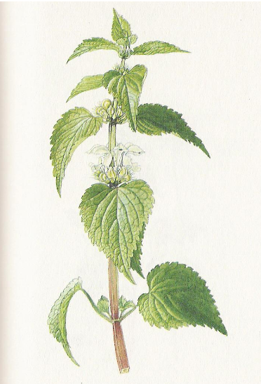 <p>středně vlhko, eutrofní, polostín až slunno</p>