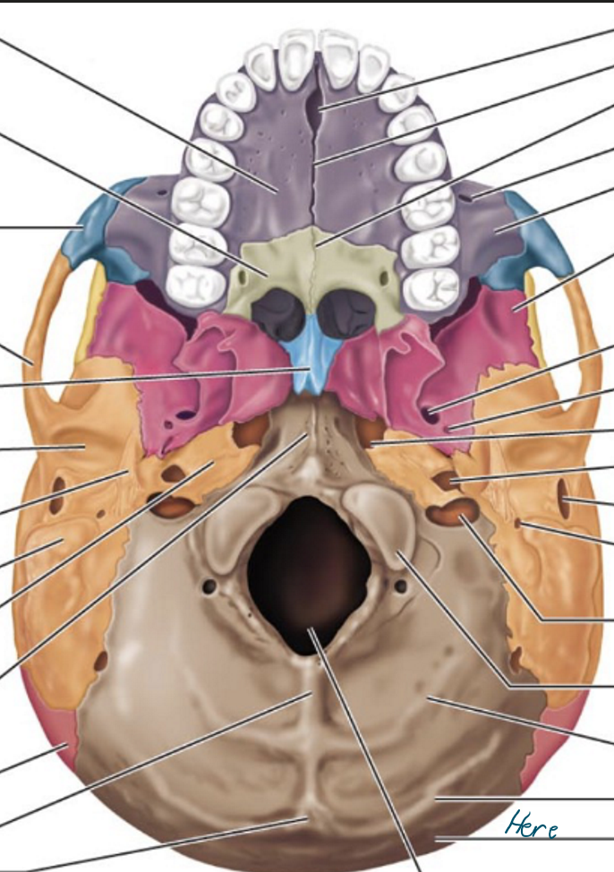 knowt flashcard image