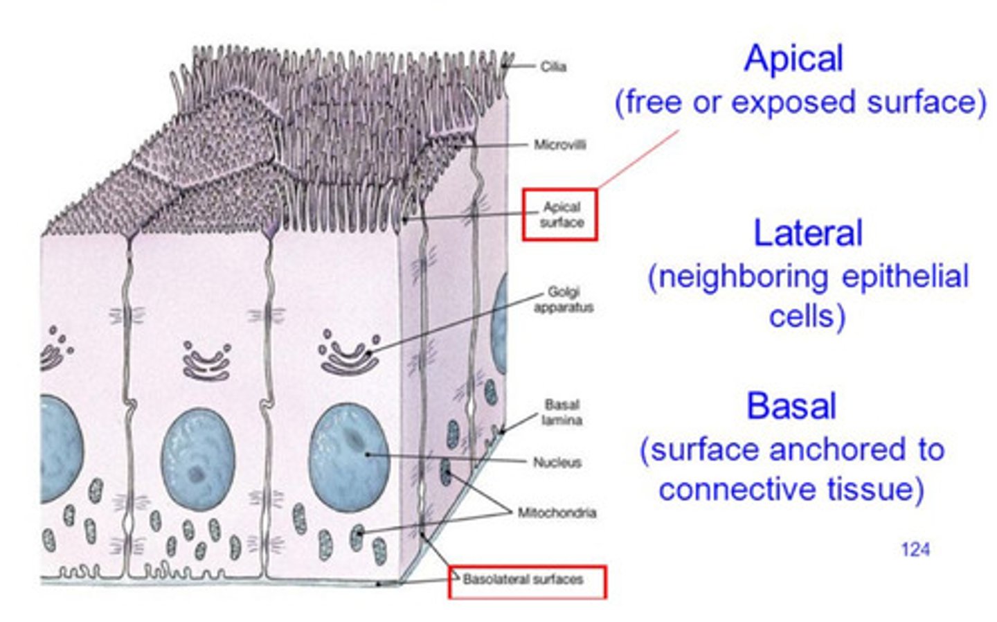<p>where are cell connections found?</p>