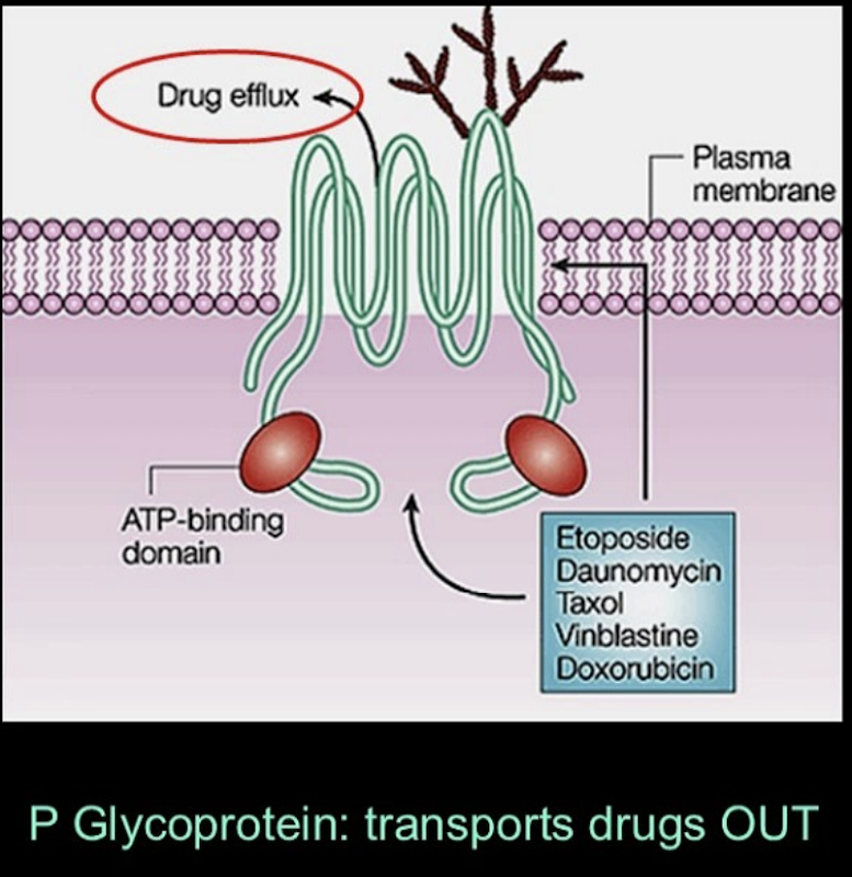<p><span><span>•Cells aren’t passive; they can control drug entry and exit.</span></span></p><p style="text-align: left;"><span><span>•P-glycoprotein is an important “drug efflux pump”:</span></span></p><p style="text-align: left;"><span><span>&nbsp; &nbsp; o Found in intestines and often overexpressed in cancer cells.</span></span></p><p style="text-align: left;"><span><span>&nbsp; &nbsp; o Kicks drugs back out of the cell, reducing their effectiveness.</span></span></p><p style="text-align: left;"><span><span>•Different tissues (intestine, liver, kidney, brain) have different sets of transporters, which affect how drugs move.</span></span></p><p style="text-align: left;"><span><span>•Diseases can change transporter function, altering drug distribution.</span></span></p><p><br></p>