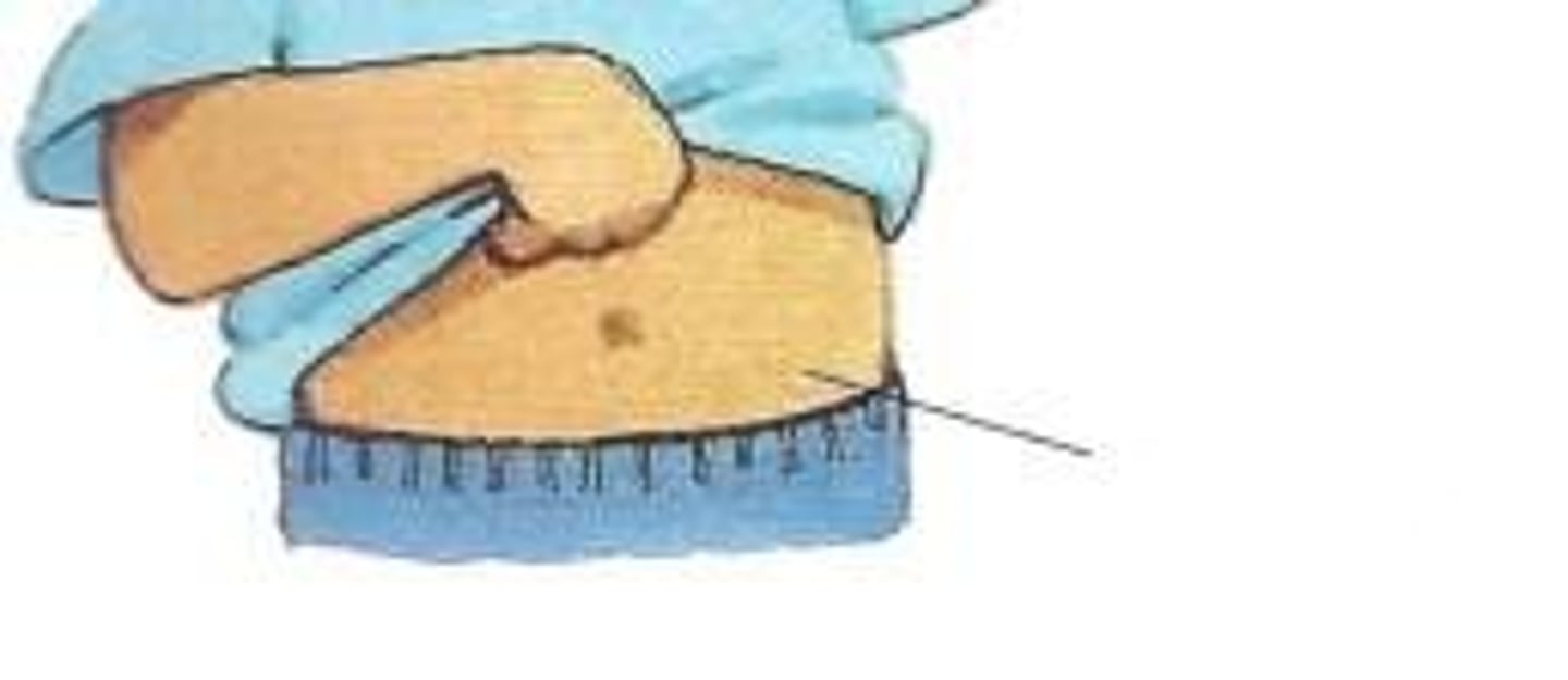 <p>belly</p>