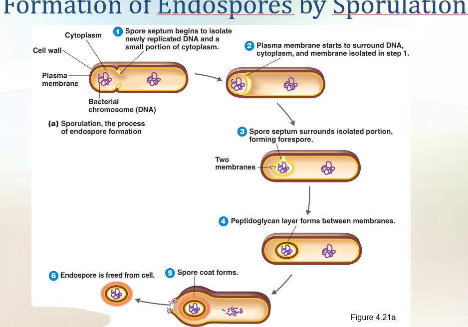 <ul><li><p>Resting cells</p></li><li><p>Resistant to desiccation, heat, chemicals</p></li><li><p>Formed by Bacillus, Clostridium speices</p></li><li><p>Exception: ?</p></li><li><p>Sporulation: Endospore formation</p></li><li><p>Germination: Return to vegtative state</p></li></ul><p></p><p><strong>Endospores</strong> </p><ul><li><p>Special <strong>resting cells</strong> formed when nutrients are low.</p></li><li><p>Found in <strong>Gram-positive bacteria</strong> (e.g., <em>Clostridium</em>, <em>Bacillus</em>).</p></li><li><p>Function: <strong>survival</strong>, not reproduction.</p></li><li><p>Extremely resistant: survive <strong>heat, drying, chemicals, radiation</strong>.</p></li><li><p>Can stay dormant for <strong>thousands of years</strong> and still germinate.</p></li></ul><p> </p><div data-type="horizontalRule"><hr></div><p> <span data-name="small_blue_diamond" data-type="emoji">🔹</span> <strong>Formation (Sporulation / Sporogenesis)</strong> </p><ol><li><p>DNA copied + cytoplasm isolated by plasma membrane → <strong>spore septum</strong>.</p></li><li><p>Double membrane forms around DNA + cytoplasm → <strong>forespore</strong>.</p></li><li><p>Thick <strong>peptidoglycan layer</strong> forms.</p></li><li><p><strong>Spore coat (protein)</strong> forms → chemical resistance.</p></li><li><p>Original cell breaks down → endospore released.</p></li></ol><p> </p><div data-type="horizontalRule"><hr></div><p> <span data-name="small_blue_diamond" data-type="emoji">🔹</span> <strong>Structure</strong> </p><ul><li><p>Inside = DNA, little RNA, ribosomes, enzymes.</p></li><li><p>Surrounded by <strong>spore coat + peptidoglycan layers</strong>.</p></li><li><p>Contains <strong>dipicolinic acid (DPA) + calcium ions</strong> → protect DNA from damage.</p></li><li><p>Very little water inside = makes them resistant.</p></li></ul><p> </p><div data-type="horizontalRule"><hr></div><p> <span data-name="small_blue_diamond" data-type="emoji">🔹</span> <strong>Germination</strong> </p><ul><li><p>When conditions improve → spore returns to vegetative (active) cell.</p></li><li><p>Triggered by heat or chemicals.</p></li><li><p>Germination = <strong>resuming metabolism</strong>, not reproduction.</p></li></ul><p> </p><div data-type="horizontalRule"><hr></div><p> <span data-name="small_blue_diamond" data-type="emoji">🔹</span> <strong>Location in Cell (before release)</strong> </p><ul><li><p><strong>Terminal</strong> = at one end.</p></li><li><p><strong>Subterminal</strong> = near one end.</p></li><li><p><strong>Central</strong> = in the middle.</p></li><li><p>Location can help identify bacteria.</p></li></ul><p> </p><div data-type="horizontalRule"><hr></div><p> <span data-name="small_blue_diamond" data-type="emoji">🔹</span> <strong>Why Important?</strong> </p><ul><li><p>Clinically: cause diseases → anthrax, tetanus, botulism, gas gangrene.</p></li><li><p>Food industry: survive boiling water → need special sterilization methods.</p></li></ul><p> </p><div data-type="horizontalRule"><hr></div><p> </p><p><span data-name="point_right" data-type="emoji">👉</span> <strong>Super simple summary:</strong></p><p> </p><ul><li><p><strong>Endospores = bacterial survival capsules.</strong></p></li><li><p>Form when food is scarce, survive extreme conditions, restart growth when safe.</p></li><li><p>Protected by <strong>spore coat + DPA + dehydration</strong>.</p></li><li><p>Not for reproduction, just survival.</p></li></ul><p></p>