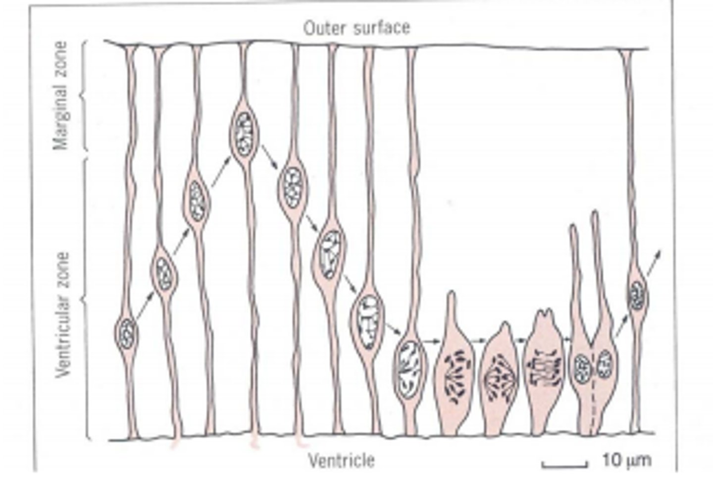<p>the nuclei of the neuroepithelial cells in the neural tube undergo a constant up-and-down migration through the stages of the cell cycle to divide. mitosis only takes place on the ventricular surface (moving outwards)</p>