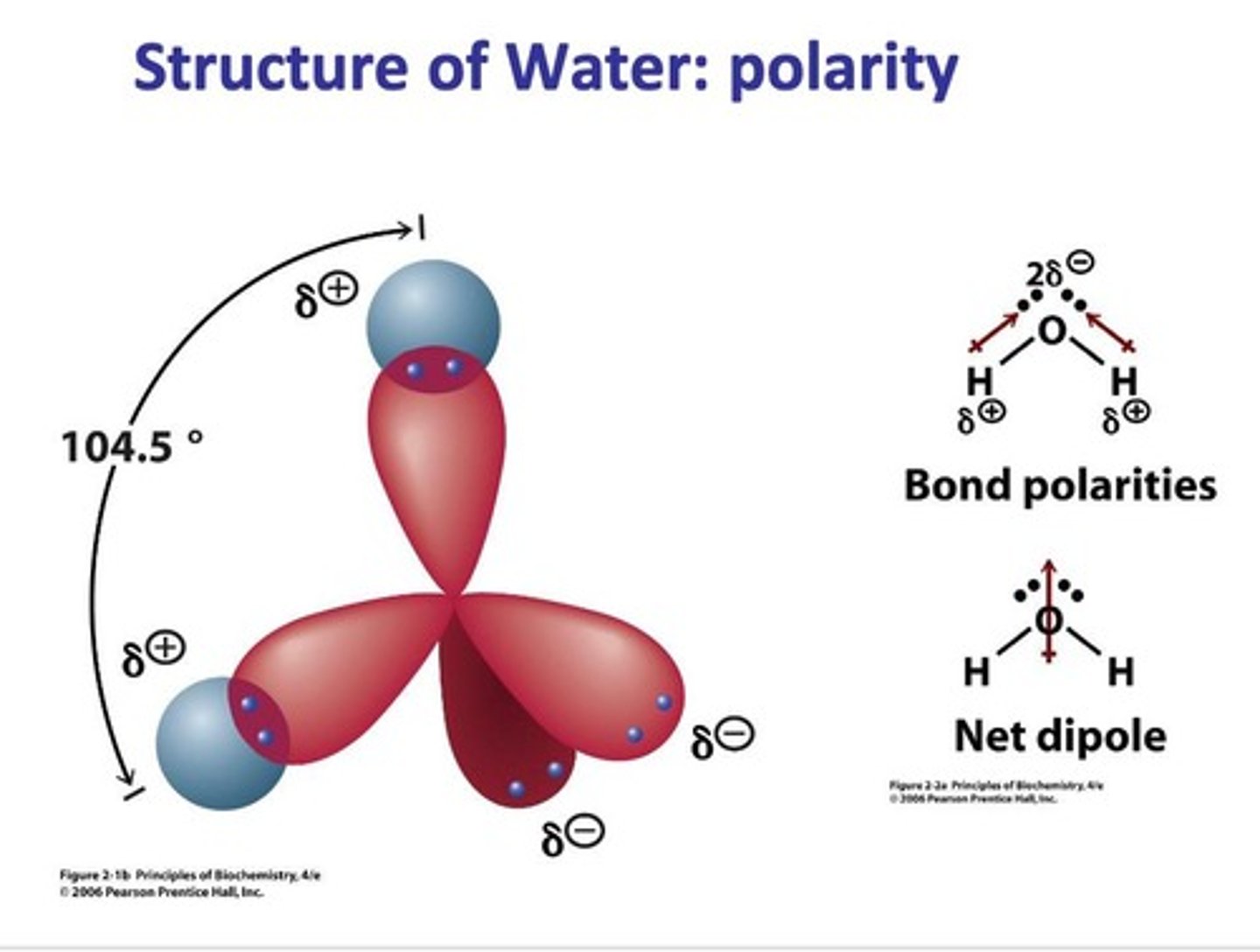 <p>Water is a polar molecule with a bent shape, allowing it to form hydrogen bonds.</p>