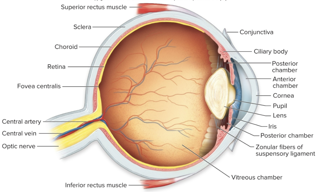 <p>Lens</p>