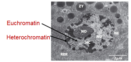 <ul><li><p><span><strong>Heterochromatin</strong>: chromatin that is condensed a suppresses transcription</span></p></li><li><p><span><strong>Euchromatin</strong>: chromatin that is more open and allows for gene activation</span></p></li></ul><p></p>