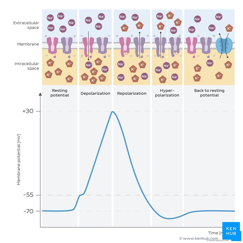 <p>C2.2.8 Depol &amp; Repol during action potential</p>