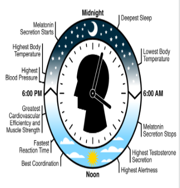 <p><strong><span>Circadian Rhythm</span></strong></p>