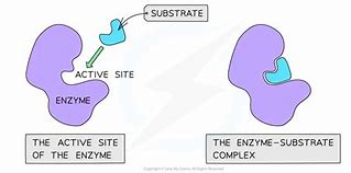 <p>It is the part of the enzyme that specific so that a substrate can be broken down by the enzyme.</p>