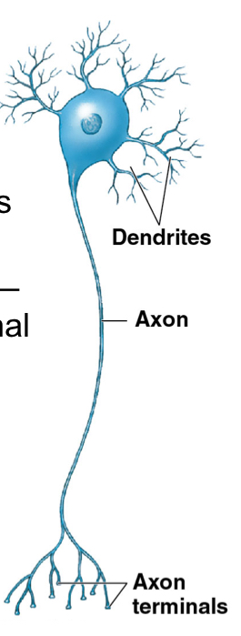 <ul><li><p>Multiple dendrites and single zon</p></li><li><p>Most common (e.g. motor neurons)</p></li></ul><p></p>
