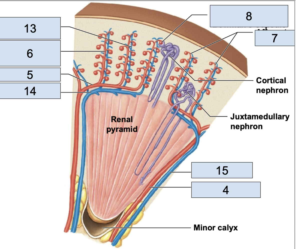 <p><span style="background-color: transparent;"><span>the tiny stems branching from cortical radiate arteries; in nephron (7)</span></span></p>