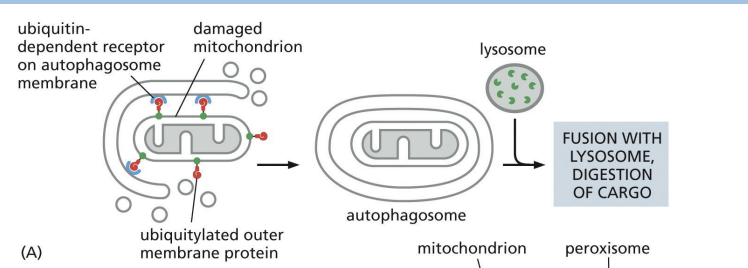 <p>autophagosomes tightly enclose specific cargo and mostly exclude the surrounding cytosol.</p>