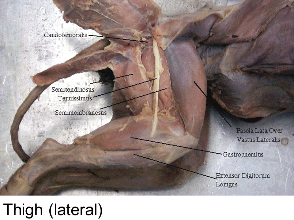 <p>Origin: Fascia over the root of tail</p><p>Insertion: Lateral surface of leg</p><p>Action: Flexes leg</p>