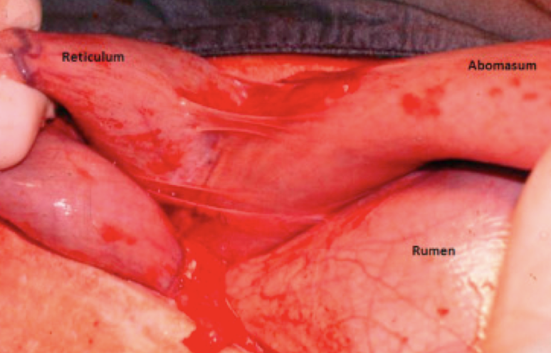 <img src="https://knowt-user-attachments.s3.amazonaws.com/b3e30314-4f26-4b93-a84f-ea423bc626e7.png" data-width="100%" data-align="center"><p></p>