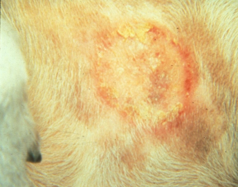 <ul><li><p><span style="color: rgb(136, 136, 136);"><strong>Et: </strong></span>Superficial <strong>Microsporum/Trichophyton</strong>/ Epidermophyton infection of <strong>keratinized tissue</strong></p><ul><li><p><span style="color: red;"><strong><u>M canis: most common &amp; most zoonotic</u></strong></span></p></li></ul></li><li><p><span style="color: rgb(136, 136, 136);"><strong>Epi:</strong></span> <strong>Zoophilic </strong>= animals, <strong>Geophilic</strong> = soil, <strong>Anthropophilic</strong> = humans&nbsp;&nbsp;</p></li></ul><ul><li><p><span style="color: rgb(136, 136, 136);"><strong>Cs:</strong> </span><strong><u>follicular dx, wide spread alopecia, pustule, erythema, crusts/scales, Kerion rxn (nodules), Onychomychosis</u></strong></p><img src="https://knowt-user-attachments.s3.amazonaws.com/5de1e60c-4732-40e4-8fe4-97f54b7421b1.png" data-width="50%" data-align="center"></li><li><p><span style="color: rgb(136, 136, 136);"><strong>Dt: </strong></span>biopsy, PCR, dermoscopy, culture, Wood’s lamp</p><ul><li><p>Combo tests, <strong><u>no gold standard&nbsp;</u></strong></p></li><li><p><strong>M canis:</strong> white/woolly w/ yellow-orange underside</p><img src="https://knowt-user-attachments.s3.amazonaws.com/f7a8bddf-5fa1-4c68-821d-fc49bf3f3ae2.png" data-width="25%" data-align="center"></li></ul><ul><li><p><strong>M gypseum:</strong> flat, suede/granular, tawny/cinnamon color</p><img src="https://knowt-user-attachments.s3.amazonaws.com/d8fee3d8-3043-4c91-9cd1-d5d06db93fa4.png" data-width="25%" data-align="center"></li><li><p><strong>T mentagrophytes:</strong> white/cream powdery, underside brown/tan/red <u>(rodent exposure)</u></p><img src="https://knowt-user-attachments.s3.amazonaws.com/e1ec5d10-3ae6-4110-bed5-ccc8d9a7bf9d.png" data-width="25%" data-align="center"></li></ul></li><li><p><span style="color: rgb(136, 136, 136);"><strong>Tx:</strong></span><strong> </strong>Systemic + topical antifungals, enviro cleaning w/ bleach/ formalin/ enilconazole, lime dips, sulfur</p></li></ul><p></p>