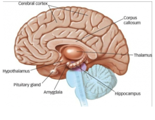 <p>pituitary gland</p>
