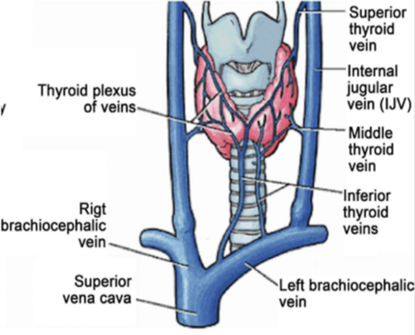<p>Brachiocephalic veins</p>