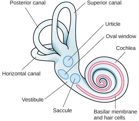 <p><strong><u>Audition (Mod 20)</u></strong></p><p>Coiled, boney, fluid filled tube in the inner ear; sound waves traveling through cochlear fluid trigger nerve impulses. It’s where <strong>transduction </strong>occurs. Contains <strong>basilar membrane</strong></p><p><strong>Mnemonic: </strong>Coachella, looks like a snail.</p>