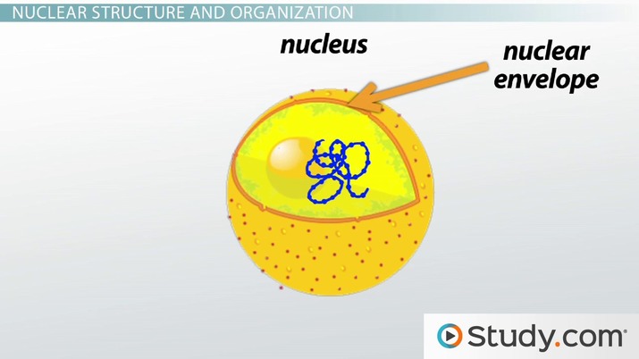 <p>  membrane barrier that separates the nucleus from the cytoplasm.</p>