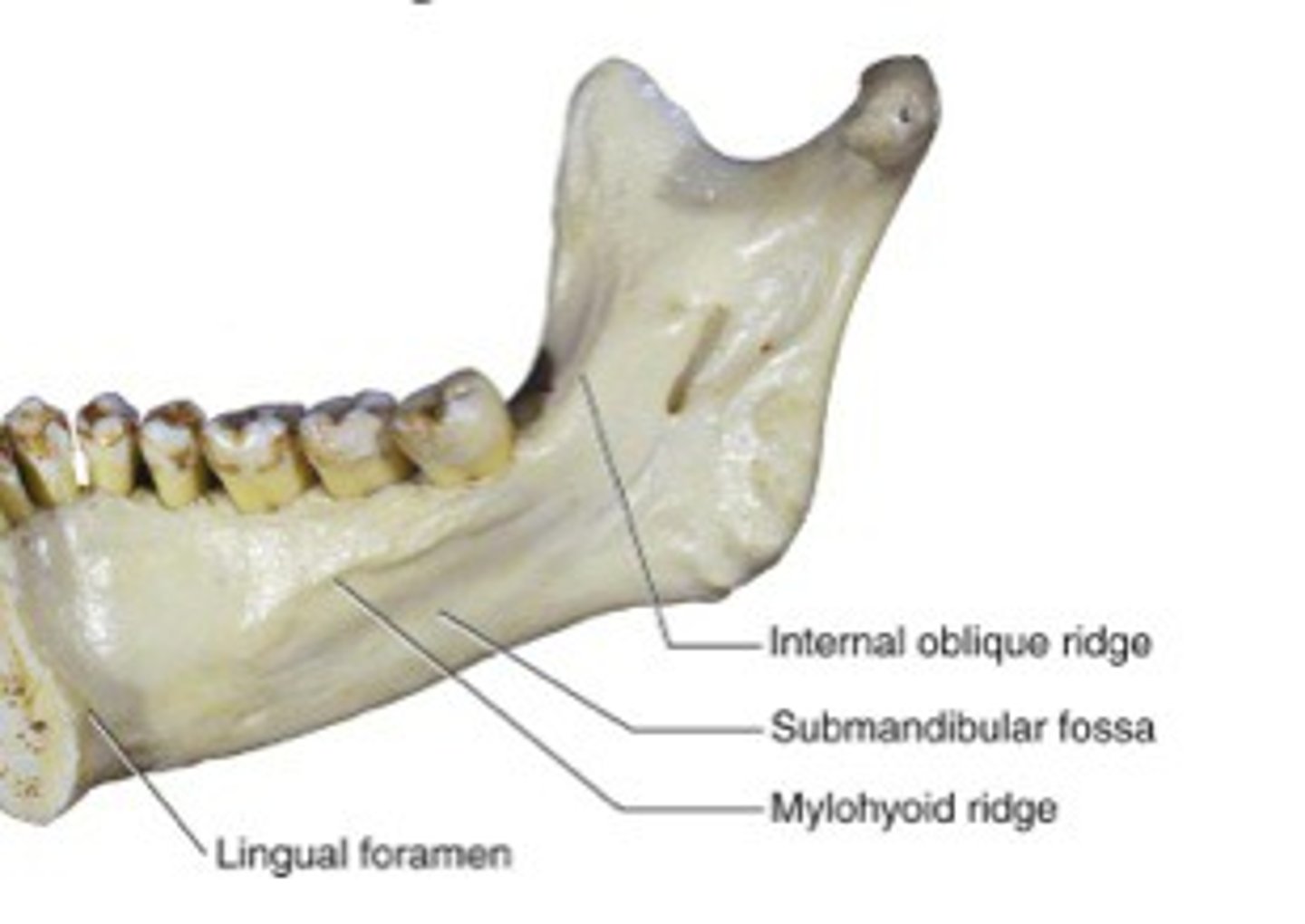 <p>What is shown on the image?</p>