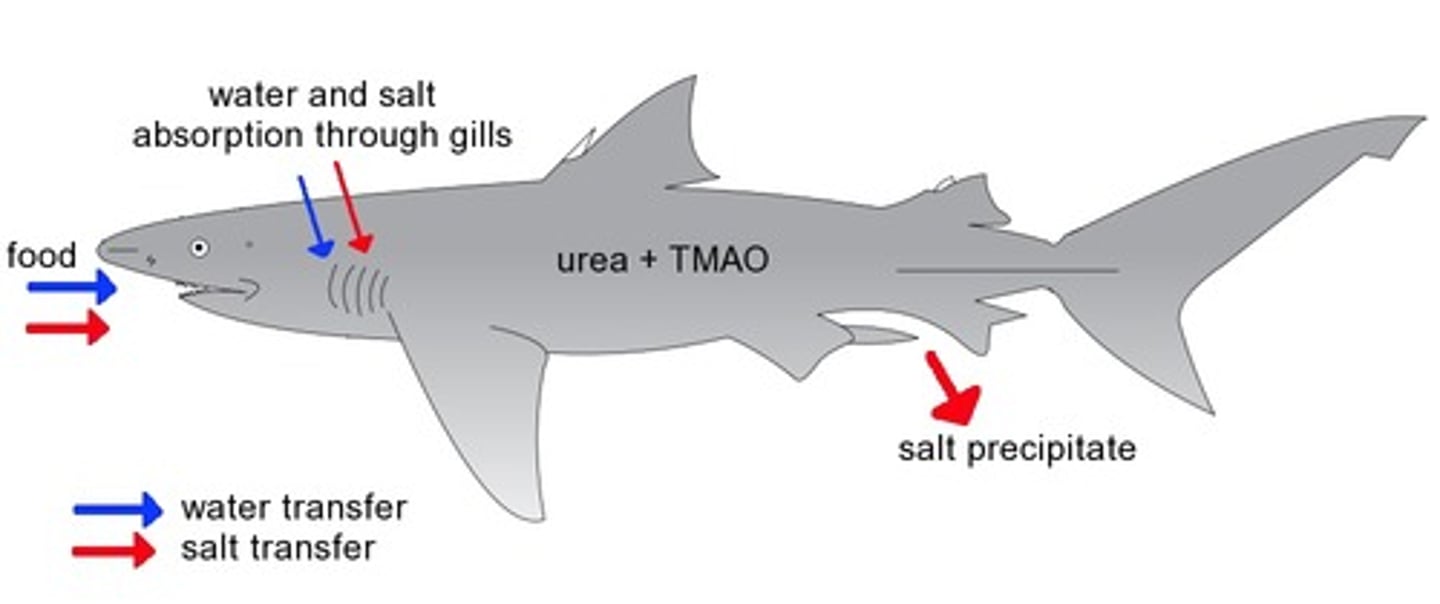 <p>an animal that can maintain an optimal salt concentration in its tissues regardless of the salt content of its environment</p>