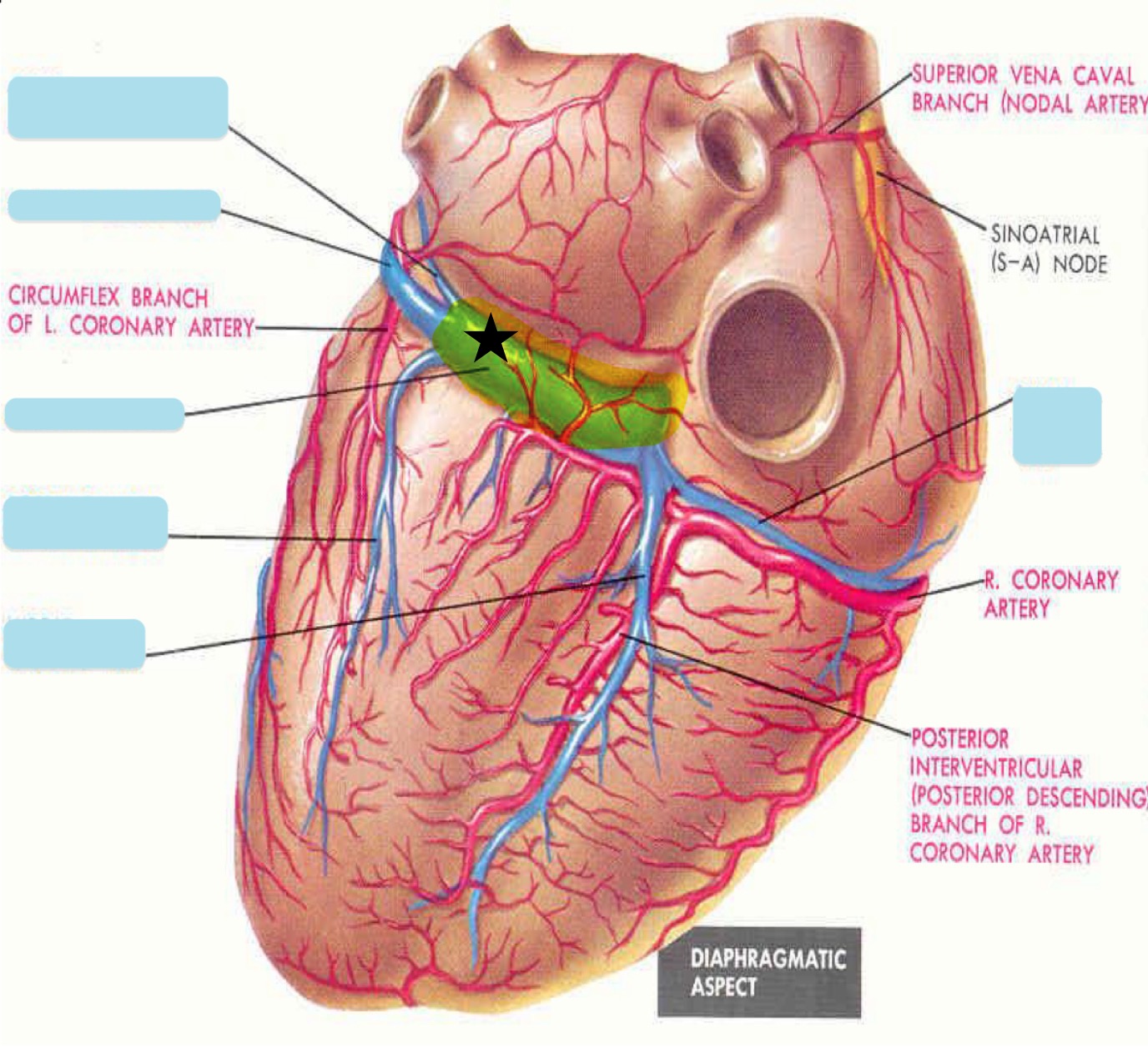 <p>Name the yellow vein that has a star on it</p>