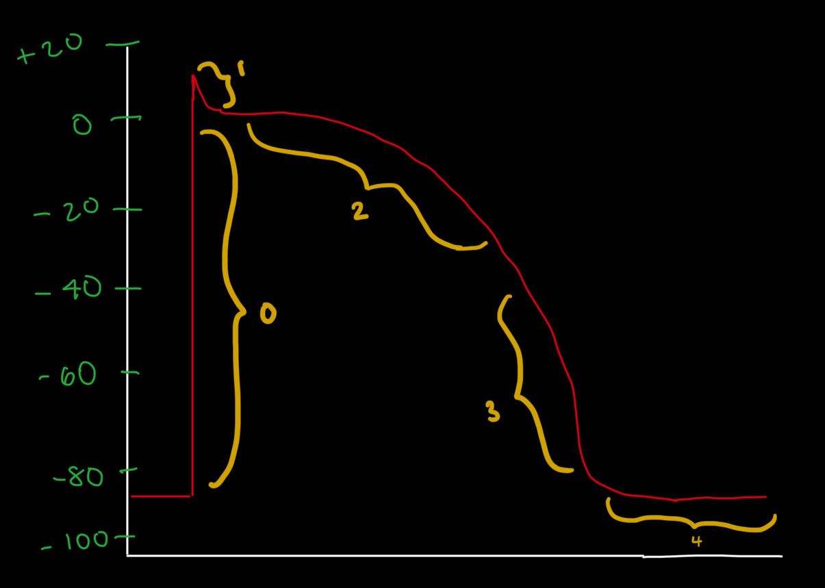 <p><strong>Which channel is primarily responsible for repolarization in Phase 3?<br></strong>A) Funny channel (Iₙ)<br>B) T-type Ca²⁺ channel<br>C) Voltage-gated K⁺ channel (delayed rectifier)<br>D) ATPase pump<br>E) Voltage-gated Na⁺ channel</p>