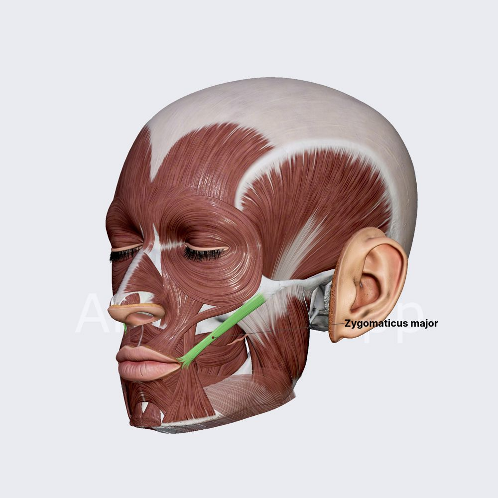 <p>what muscle is this?</p>