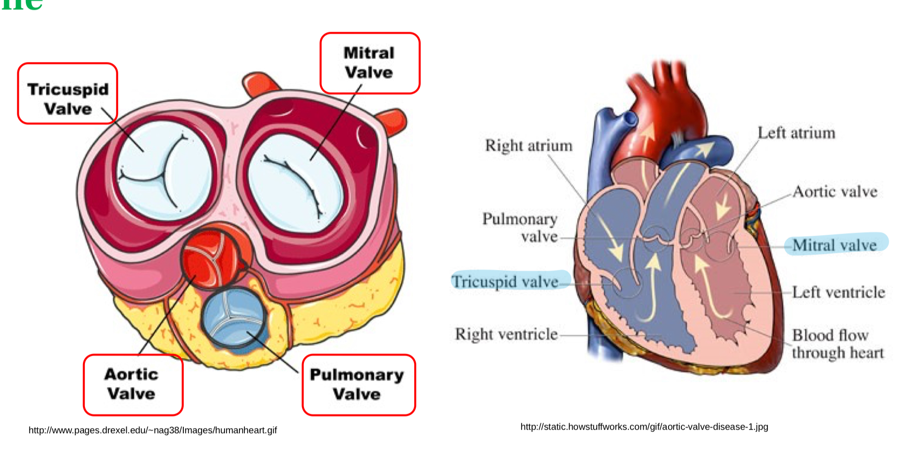 <ol><li><p>entrée de l’oreillette → ventricule</p></li><li><p>Valve de la ventricule → sortie coeur</p></li></ol><p></p>