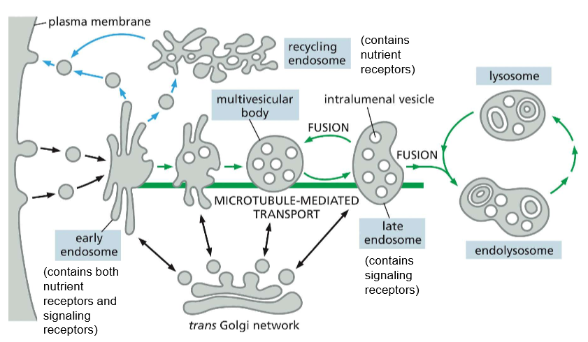 <p>recall that the multivesicular body is still the late endosome!!</p>