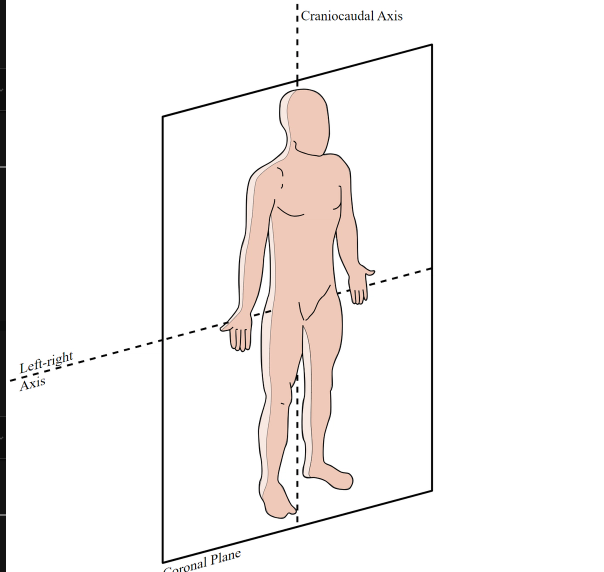 <p><span>the front or anterior portion of a structure</span></p>