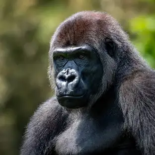 <p>Where can you find Gorillas</p>