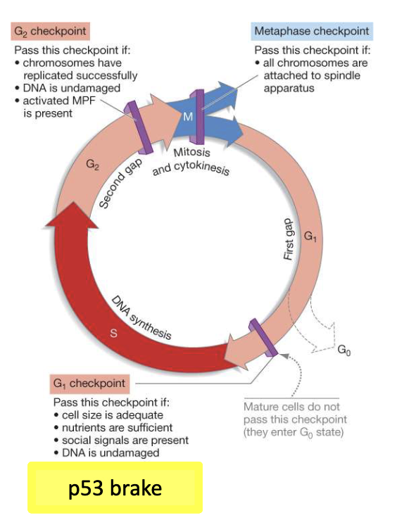 <ul><li><p>Checkpoint failure → cells divide with DNA damage</p></li><li><p>Loss of mitotic control → indefinite division</p></li><li><p><strong>p53</strong> normally halts cycle or induces apoptosis</p></li><li><p>Mutated p53 found in &gt;50% of cancers</p></li></ul><p></p>
