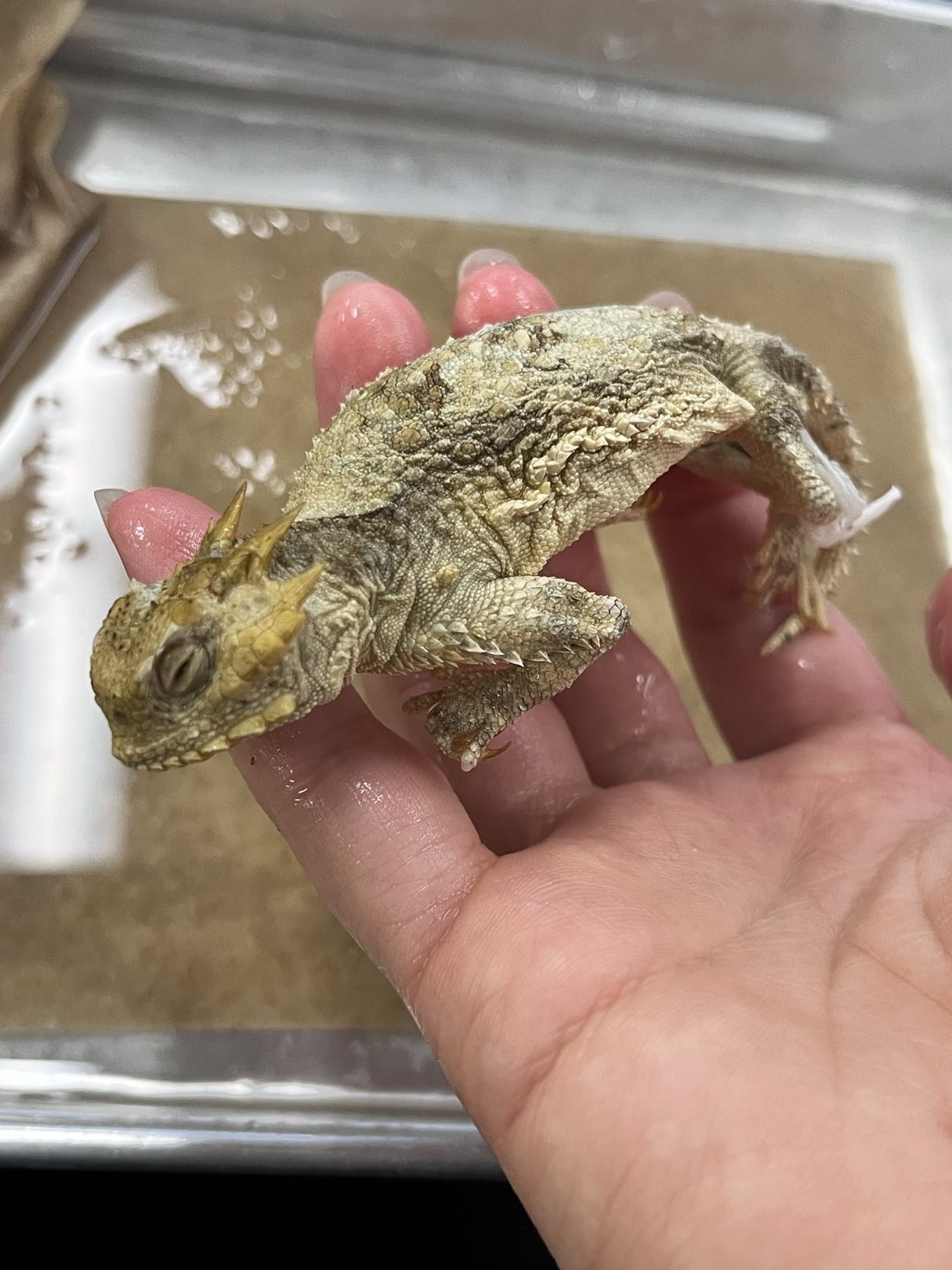 <p>Infraorder + Family?<br><strong>- keeled spiny scales</strong></p><p><strong>- short noses</strong></p><p>- New world</p><p>~100 species</p>