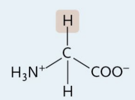 <p>A Nonpolar Amino Acid</p>