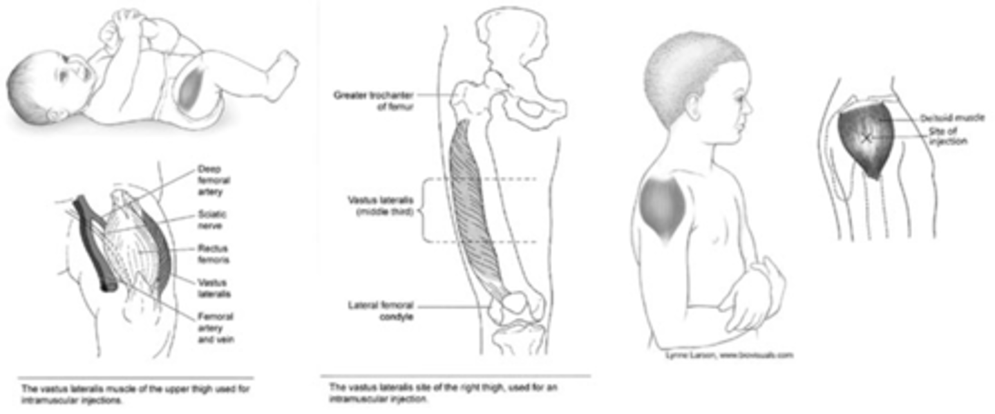 <p>•Verify informed consent from the child's legal guardian prior to administration.</p><p>•Provide vaccine information sheets (VIS)</p><p>•Include the publication date.</p><p>•Give IM immunizations in the vastus lateralis or ventrogluteal muscle in infants and young children, and into the deltoid muscle for older children and adolescents.</p><p>•Give subcutaneous injections in the outer aspect of the upper arm or anterolateral thigh.</p><p>•Provide distraction</p><p>•Apply a topical anesthetic prior to injection, administration</p><p>•Give infants a concentrated oral sucrose solution</p><p>Use an appropriately sized needle for the route, site, age, and amount of medication. Adequate needle length reduces the incidence of swelling and tenderness at the injection site.</p><p>•Have emergency medications and equipment on standby in case the child experiences an allergic response, such as anaphylaxis (rare).</p><p>•During the procedure: cuddling, pacifiers</p><p>•After the procedure: applying cool compresses to injection site, gentle movement of involved extremity</p><p>•Provide praise afterward.</p><p>•Apply a colorful bandage, if appropriate.</p><p>•Document the administration of the vaccine.</p><p>-Date, route, and site of immunization</p><p>-Type, manufacturer, lot number, and expiration date of the vaccine</p><p>•Encourage parents to maintain up-to-date immunizations for the child.</p><p>•Instruct parents to avoid administering aspirin.</p><p>•Instruct the parents and child to observe for complications and notify the provider if adverse effects occur.</p><p>•Report any adverse reactions to the Vaccine Adverse Event Reporting System.</p>