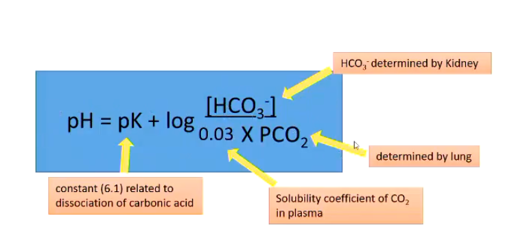 <p>Changing the [HCO<sub>3</sub>] without changing the partial pressure of CO2 will show a change in pH… and vis versa</p><ul><li><p>These values are determined by the kidney’s level of reabsorption of HCO<sub>3</sub> and by the ventilation of the lungs (PCO2)</p></li></ul><p></p><p>** solubility coefficient and pK are constant </p><p></p><p>For pH to remain normal (7.4) the ratio between bicarbonate and PCO2 needs to be <strong>20:1</strong></p><p></p>