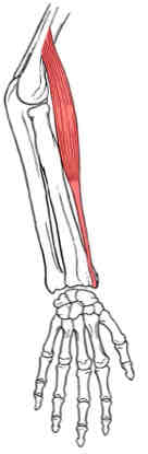 <p>Brachioradialis</p>