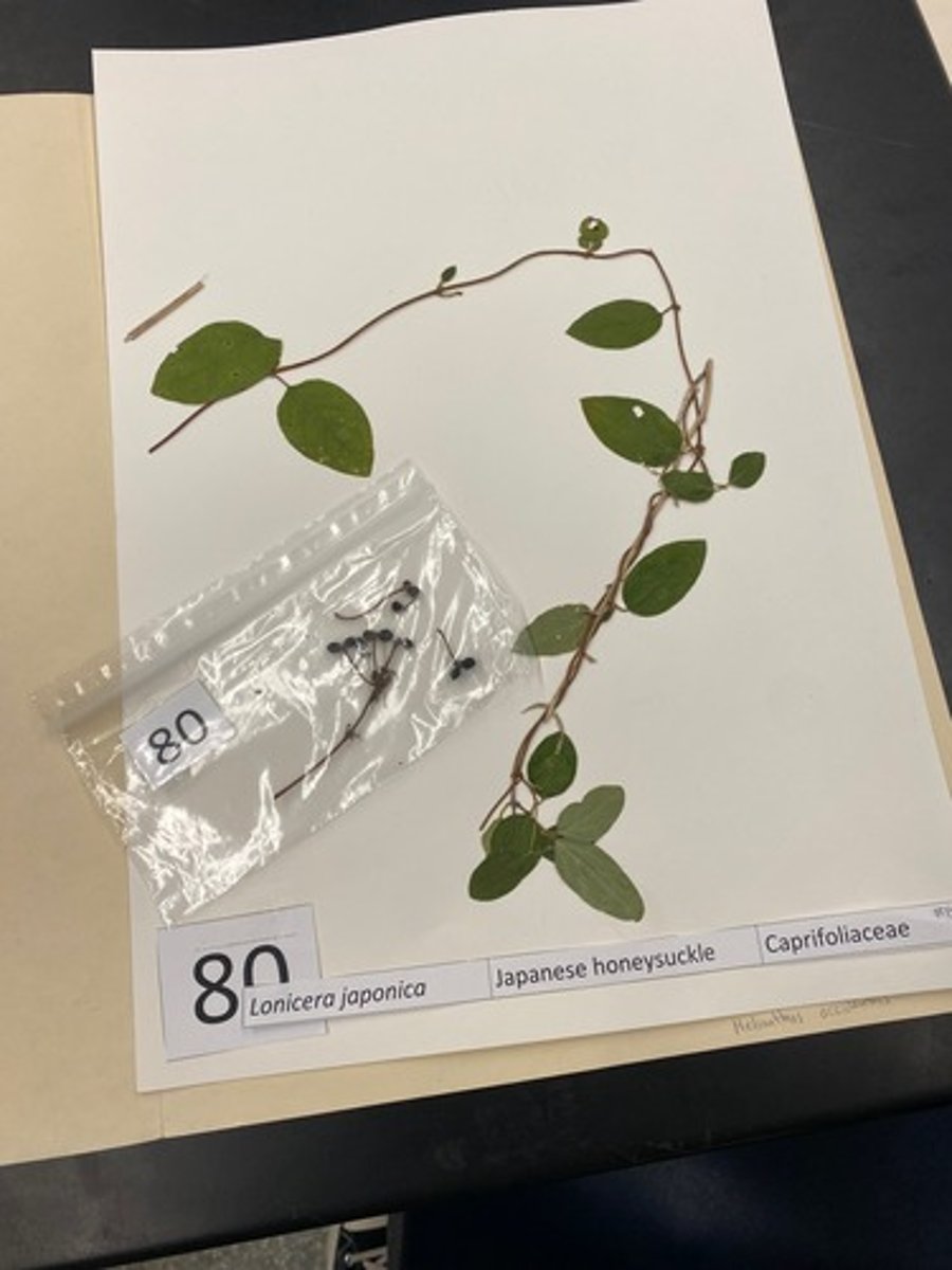 <p>Lonicera japonica (Caprifoliaceae)</p>