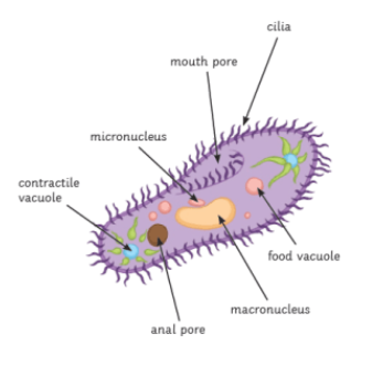 <ul><li><p>single celled eukaryotic organisms</p></li><li><p>cannot usually be treated with antibiotics</p></li></ul>