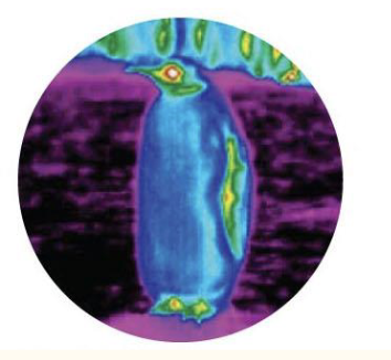 <p>anatomy (biological structure); insulating reduces heat loss</p>