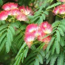 <p>what is the scientific name of Mimosa</p>