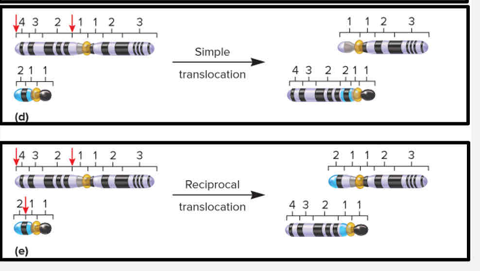 <p>A segment of one chromosome becomes attached to a different chromosome</p>