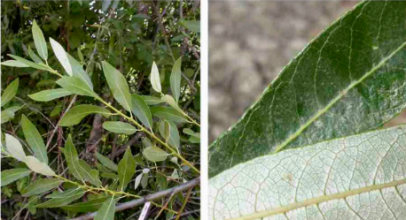 <ul><li><p>Riparian zone</p></li><li><p>thicker leaves - one side green, one side grey</p></li></ul><p></p>