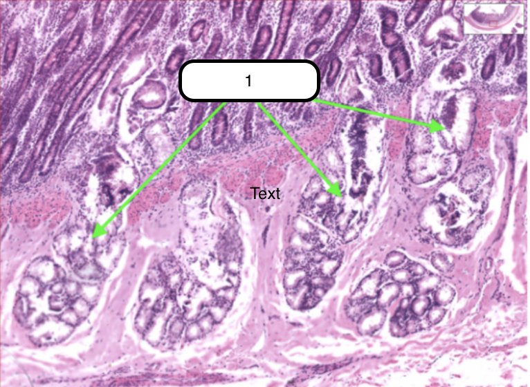 <p>Compound coiled tubular mucous glands. Located deep of the crypts of Lieberkuhn</p>