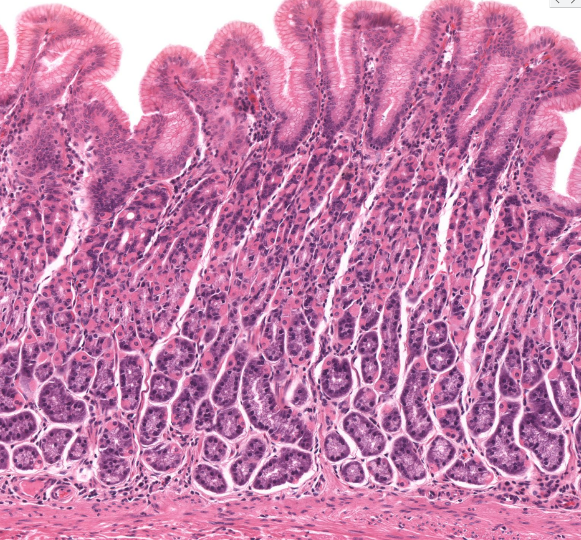 <p>Organ?</p><p>Pink cells?</p><p>Dark purple cells below pink ones?</p>