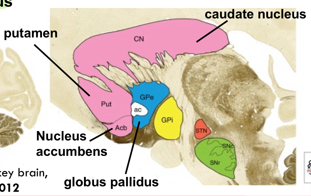 <ul><li><p> a group of large nuclei (a more accurate name would be the “basal nuclei”) located near the thalamus:</p></li><li><p> The dorsal striatum includes the caudate nucleus and the</p><p>putamen </p></li><li><p>The ventral striatum includes the nucleus accumbens </p></li><li><p>The globus pallidus</p><p></p></li></ul><p></p>