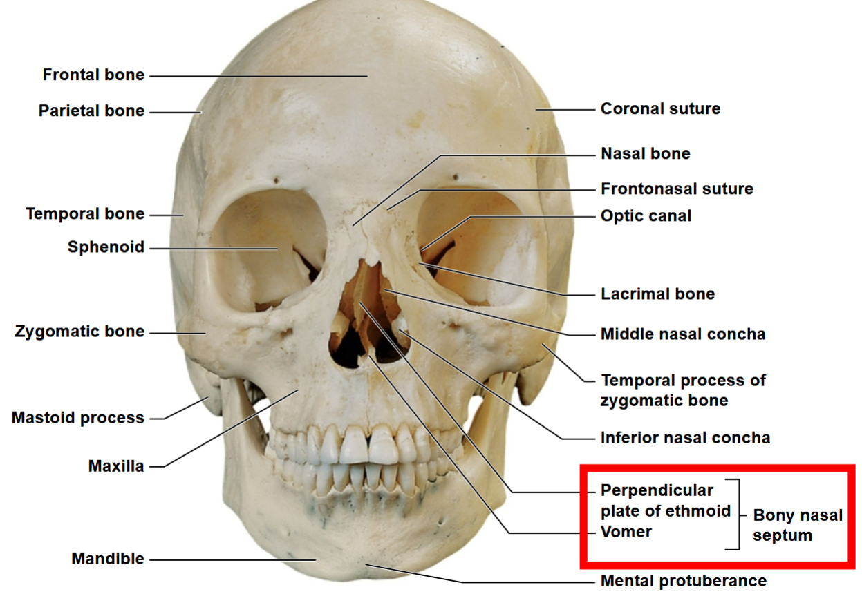 <p>What view of the skull is this, and what features <strong>SHOULD YOU KNOW?</strong></p>