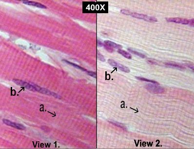 <p>http://nhscience.lonestar.edu/biol/tissue.html</p>